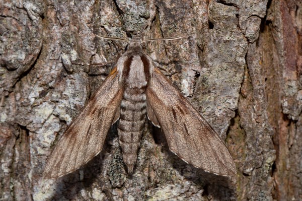 Pine hawk-moth (Sphinx pinastri)