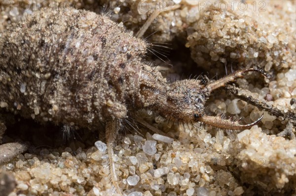 Antlion (Myrmeleon bore)