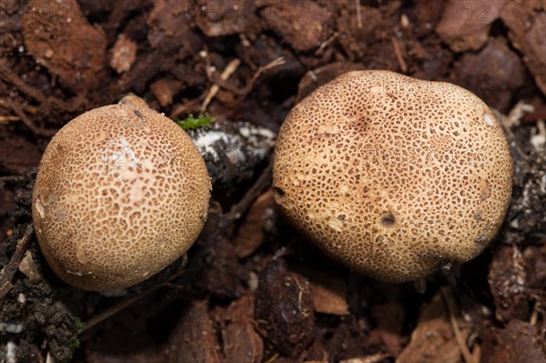 Leopard Earthball fungus (Scleroderma areolatum)