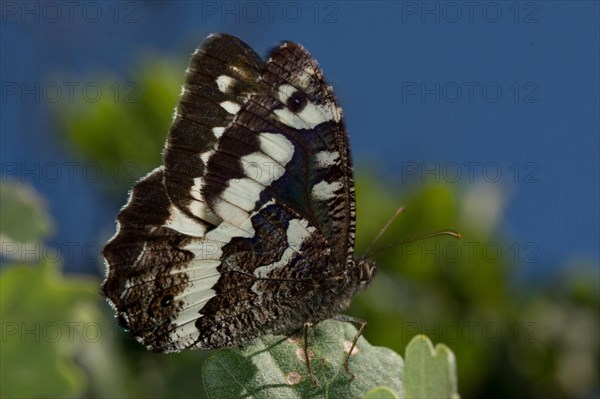 Large banded grayling (Aulocera circe)