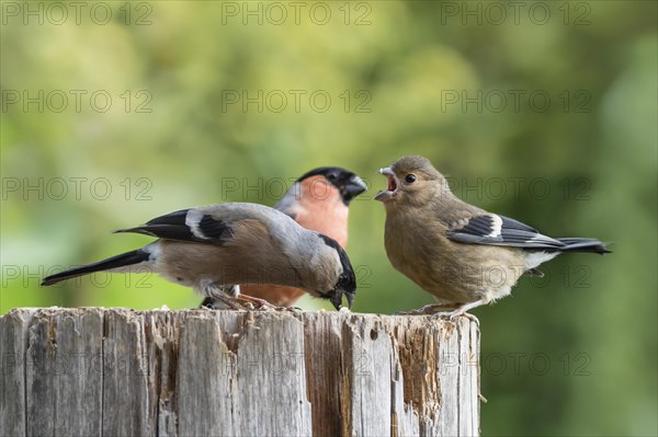 Eurasian bullfinch (Pyrrhula pyrrhula)