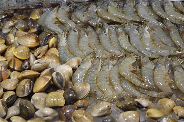 Different kinds of seafood