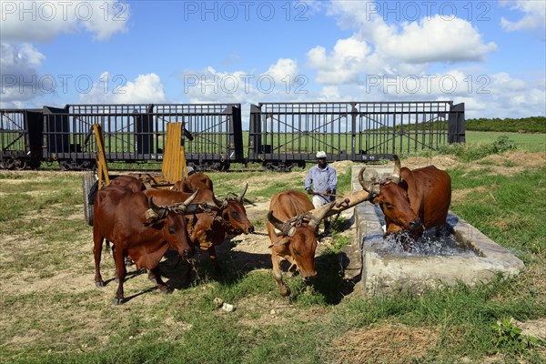 Oxcart