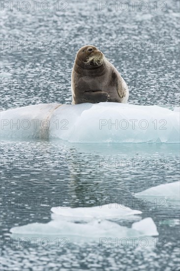 Bearded seal (Erignathus barbatus) on pack ice