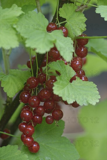 Fruits of the currant (Ribes rubrum)