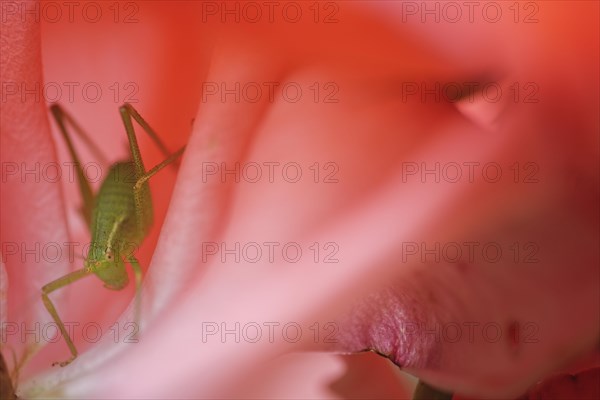 Speckled bush-cricket (Leptophyes punctatissima) in rose blossom (Rosa)