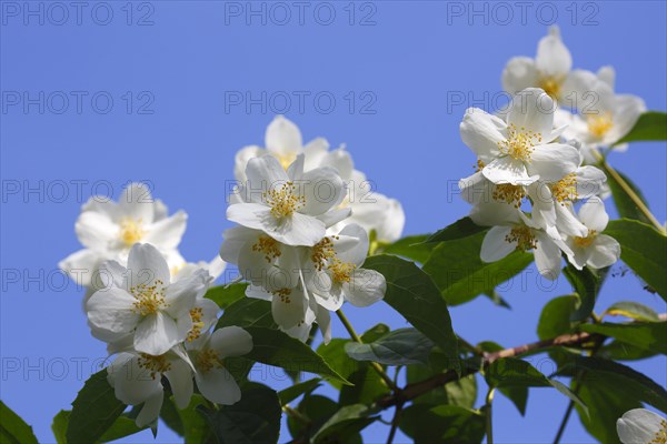 Sweet Mock orange (Philadelphus coronarius)