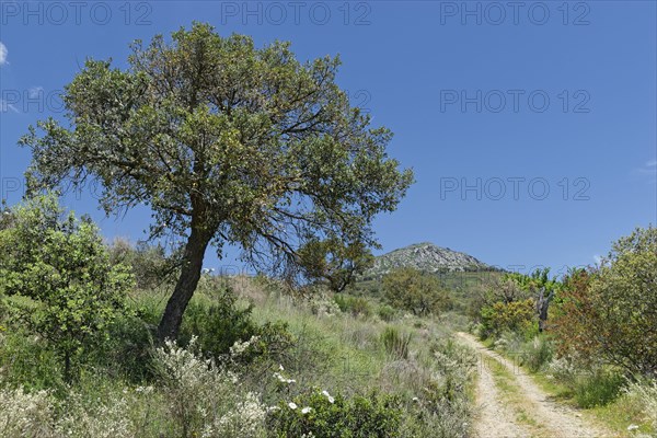 Holm Oak (Quercus ilex)
