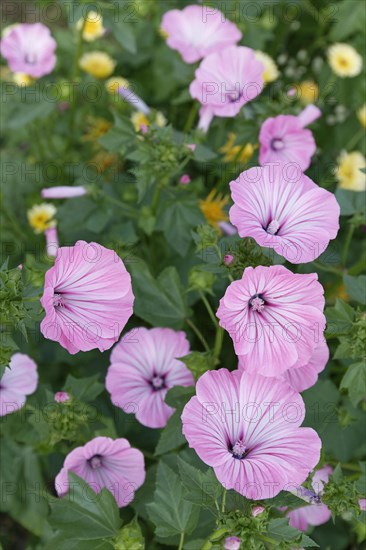 Cup mallow (Malva trimestris)