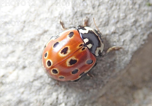 Eyed ladybug (Anatis ocellata)