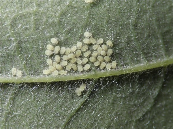 Sycamore aphid (Periphyllus)