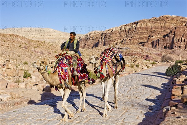 Jordanian (Camelus dromedarius) Camel rider with two camels on colonnaded street