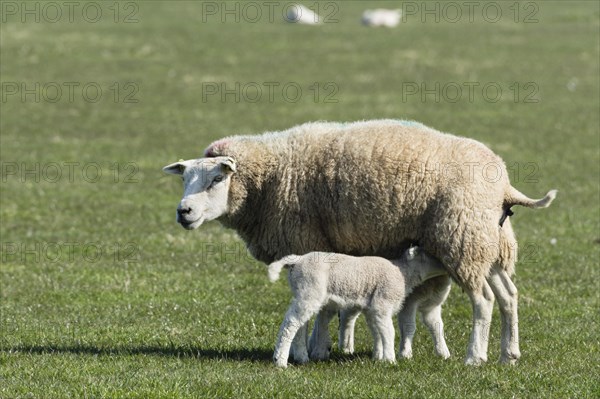 Texel sheep