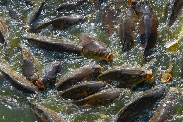 Common carp (Cyprinus carpio)