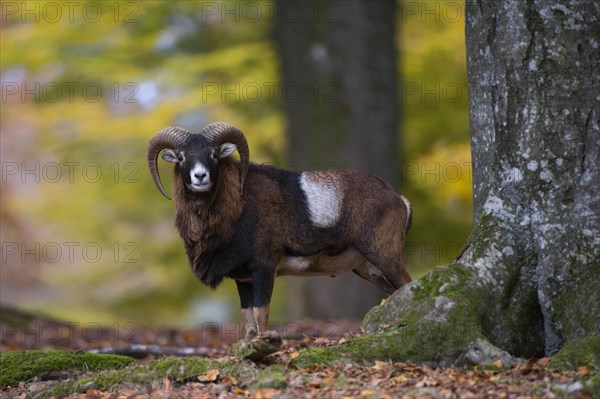 European mouflon (Ovis gmelini musimon)