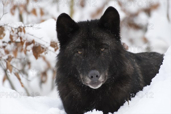 Algonquin wolf (Canis lupus lycaon)