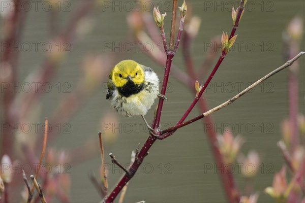 Setophaga coronata