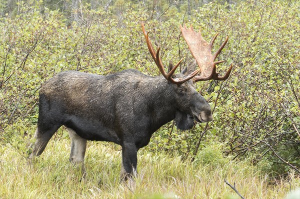 Dominant elk bull in the forest during the rutting season