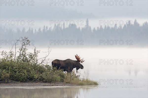 Dominant elk bull on the lakeshore during the rutting season