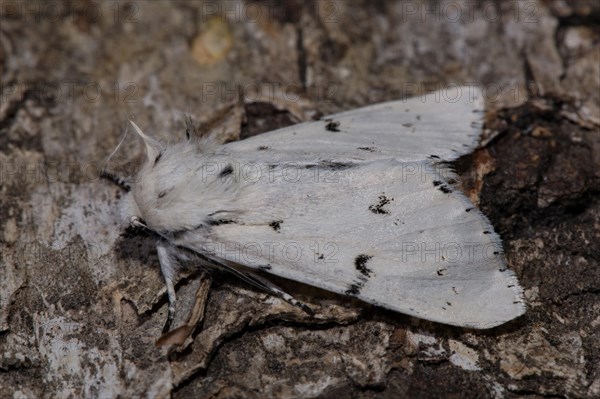 Miller (Acronicta leporina) moth