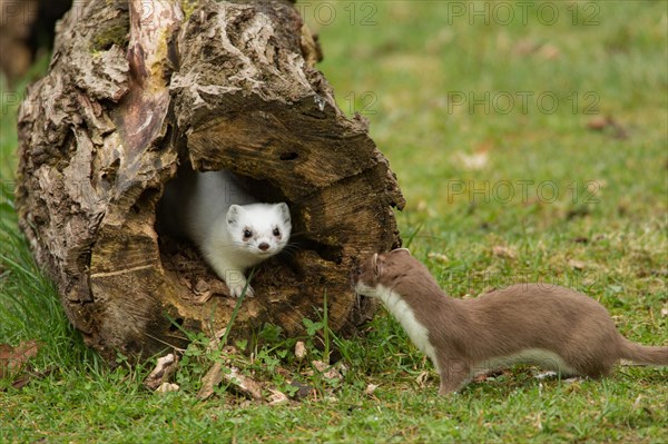 Stoats (Mustela erminea)