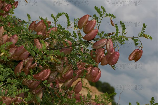 Bladder senna (Colutea arborescens)