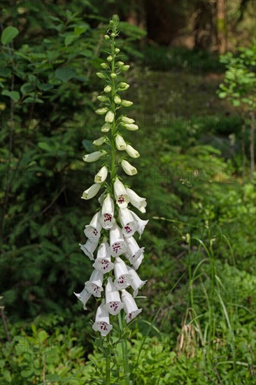 Yellow foxglove