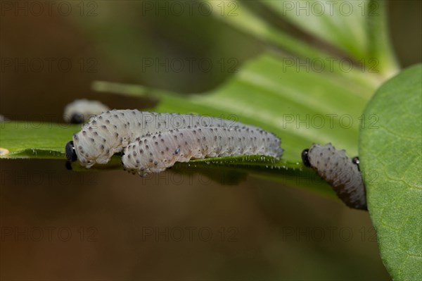 Solomon's seal sawfly