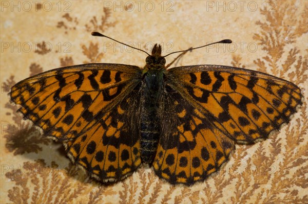 Weaver's fritillary (Boloria dia)