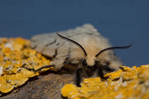 Gypsy moth (Lymantria dispar)