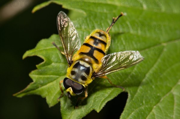 Dead head fly (Myathropa florea)