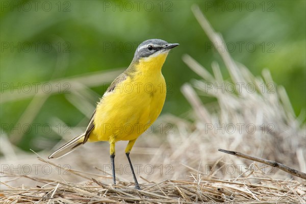 Western yellow wagtail (Motacilla flava)