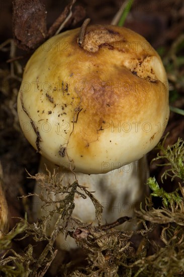 Stinking russula (Russula foetens)