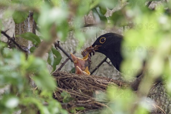 Blackbirdsest (Turdus merula)