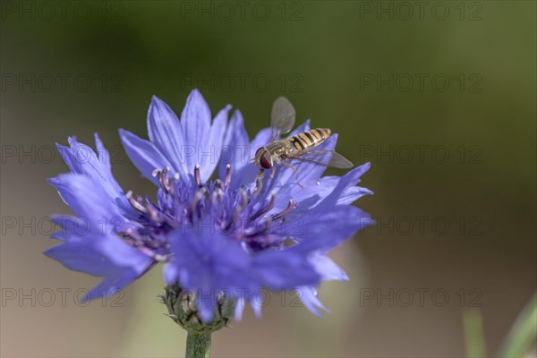 Marmalade hoverfly (Episyrphus balteatus) (Cyanus segetum) nature park Park Frau-Holle-Land