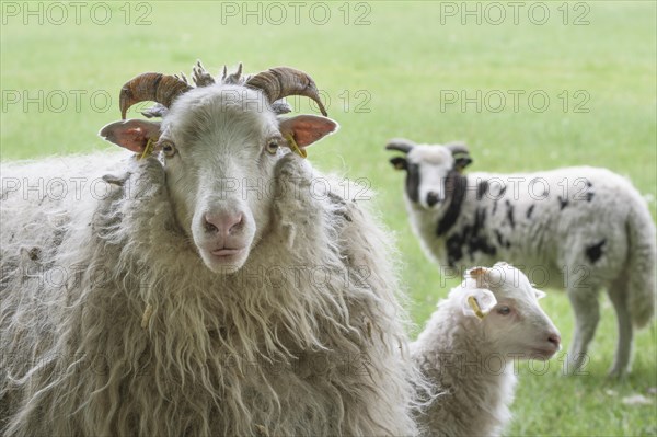 White horned pagan snakes with lamb