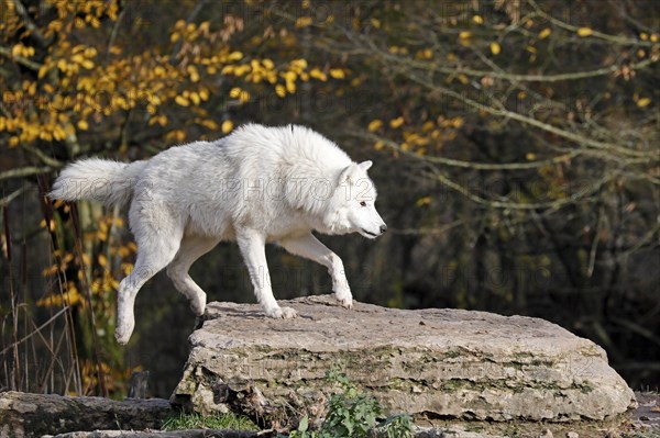 Arctic wolf (Canis lupus arctos)