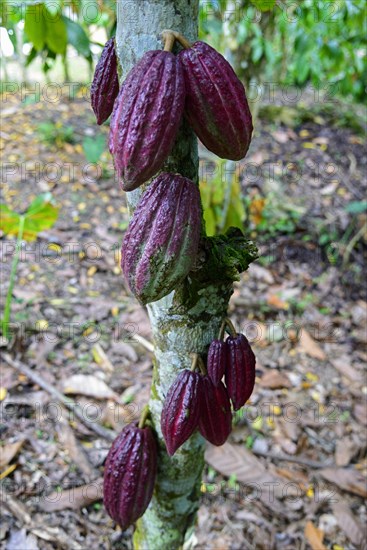 Cacao