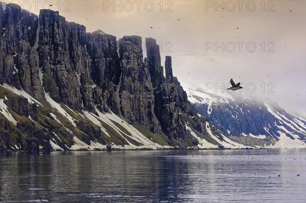 Thick-billed murre (Uria lomvia) or guillemot colony