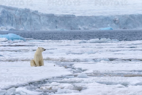 Female polar bear (Ursus maritimus) sitting on the pack ice