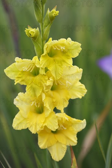 Yellow-flowered Garden Gladiolus (Gladiolus x hortulanus)