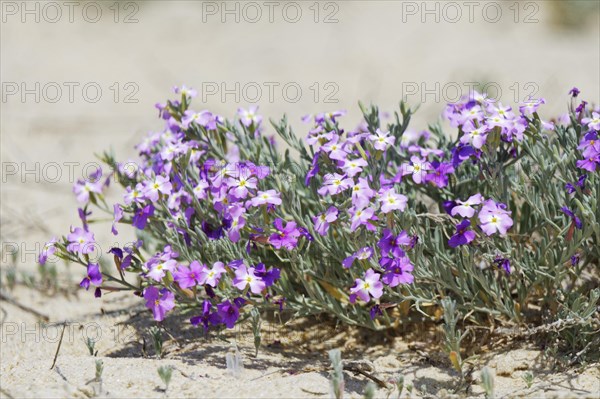 Beach Ragwort (Malcolmia littorea)