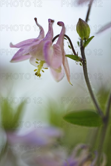 Columbine (Aquilegia vulgaris)