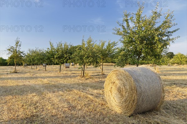 Hay bales in meadow orchard