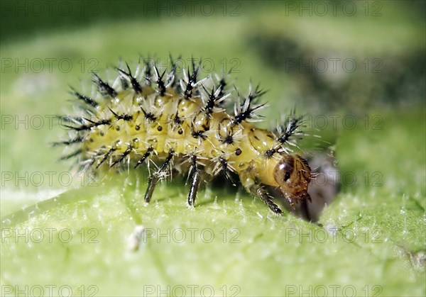 Fence Beet Ladybird (Henosepilachna argus)