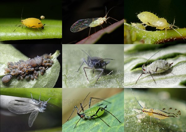 Nine aphid species