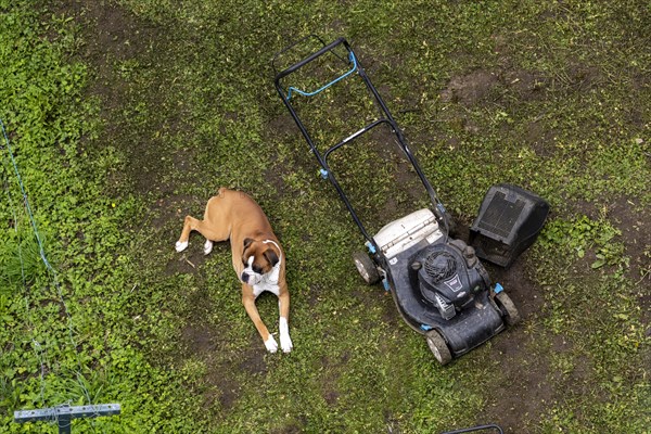 Dog lying next to lawnmower