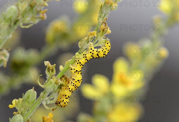 Caterpillar of the striped lychnis (Cucullia lychnitisi) on its forage plant