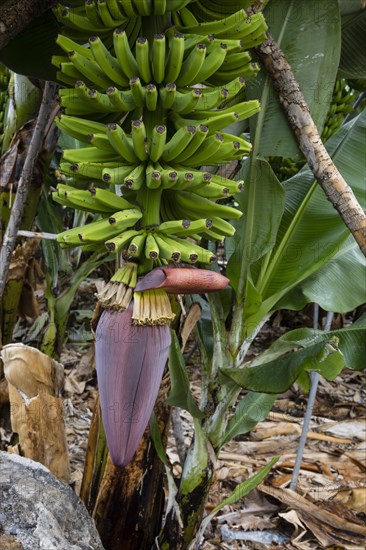 Banana plant (Musa) San Andres y Sauces