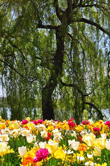 Tulip meadow